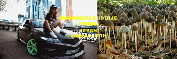 стаф Алзамай